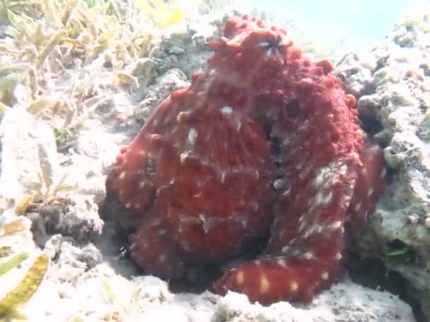 Octopus Octopoda Octopus Cyanea Cor Base Marrom Arroxeada Mas Pode — Vídeo de Stock