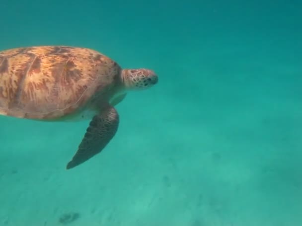 红海珊瑚礁上的大绿龟 — 图库视频影像