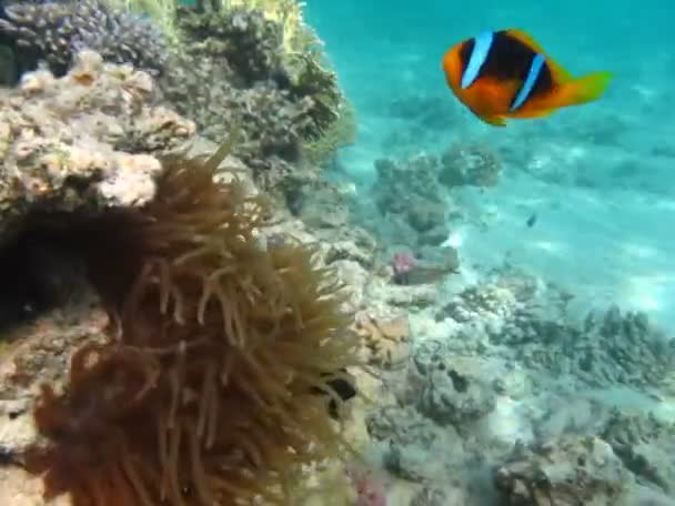 Clown Fish Amphiprion Amphiprioninae Peces Payaso Mar Rojo — Vídeos de Stock