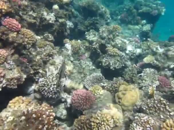 Kızıl Deniz Resiflerinde Güzel Balıklar — Stok video