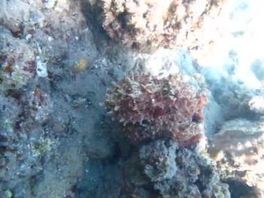 Ahtapot. Kızıl Deniz resiflerindeki Büyük Mavi Ahtapot. Büyük Mavi Ahtapot ya da Gündüz Ahtapotu olarak da bilinen siyanea ahtapotu..