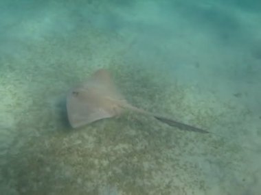 Stingray. Tüykuyruk vatozu - Bu vatoz vatozu, kuyruğunda sarkan deri örtüsüyle kendine özgü bir özelliği olan uzun kuyruğu olan ters uçan daireyi andırır..