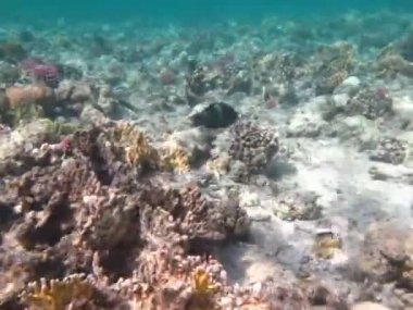 Kızıl Deniz 'in resiflerinde güzel balıklar.