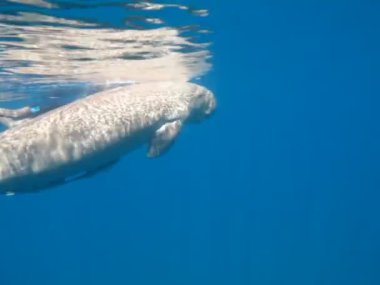 Deniz ineği. Marsa Alam 'daki Deniz İneği. Marsa Mübarek Körfezi.