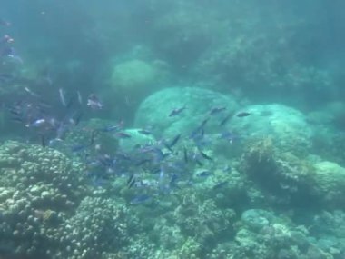 Kızıl Deniz resifinde güzel balıklar.