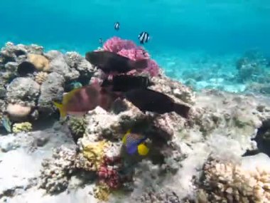 Kızıl Deniz resifinde güzel balıklar.