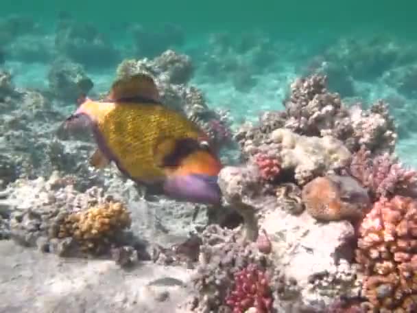 Titan Balığı Balistoides Viridescens Bazen Balık Tetik Veya Mavi Yüzgeçli — Stok video