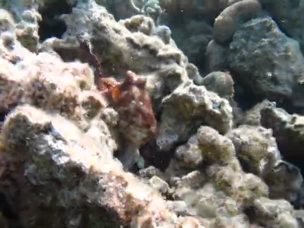 Big Blue Octopus Octopus Cyanea Octopus Big Blue Octopus Red — Vídeo de Stock