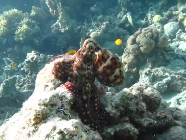 Χταπόδι Octopus Cyanea Χταπόδι Μεγάλο Μπλε Χταπόδι Στους Ύφαλους Της — Αρχείο Βίντεο