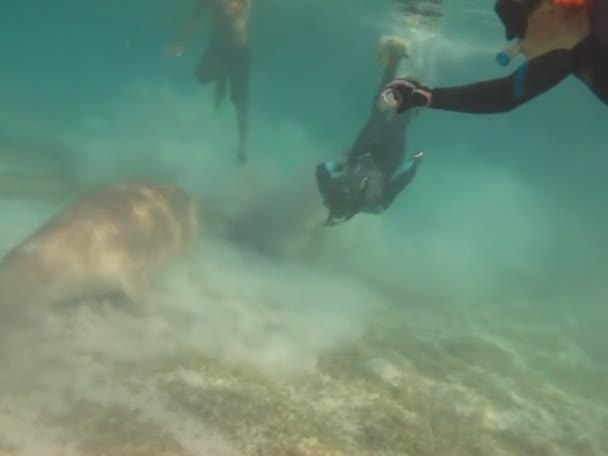 Dugongo Vaca Mar Marsa Alam Baía Marsa Mubarak — Vídeo de Stock