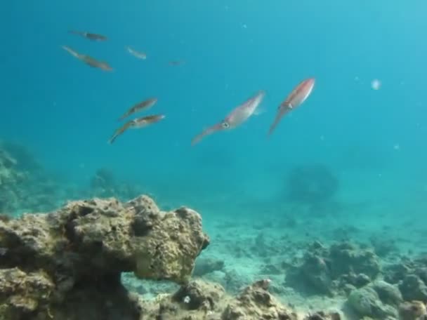 Calamari Lat Teuthida Sono Distacco Cefalopodi Decaipodi Solito Hanno Dimensioni — Video Stock