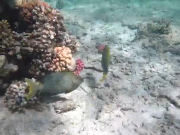 紅海のサンゴ礁で美しい魚 — ストック動画