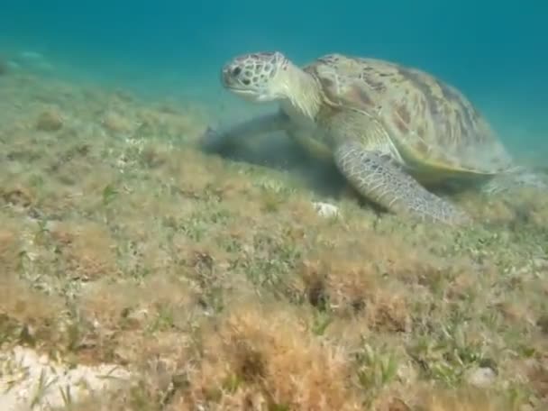 Große Grüne Schildkröte Den Riffen Des Roten Meeres — Stockvideo