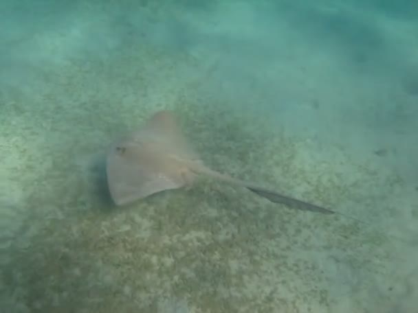 Stingrayta Feathertail Stingray Tämä Stingray Muistuttaa Käänteinen Lautanen Pitkä Häntä — kuvapankkivideo