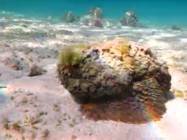 Hermoso Pescado Arrecife Del Mar Rojo — Vídeo de stock