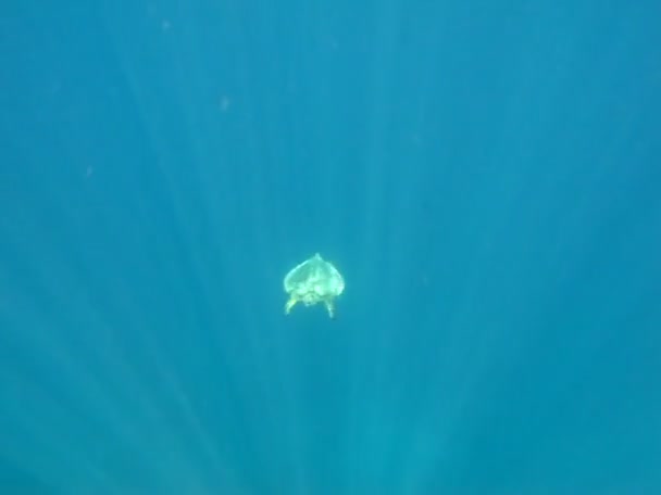 红海珊瑚礁上的大绿龟 — 图库视频影像