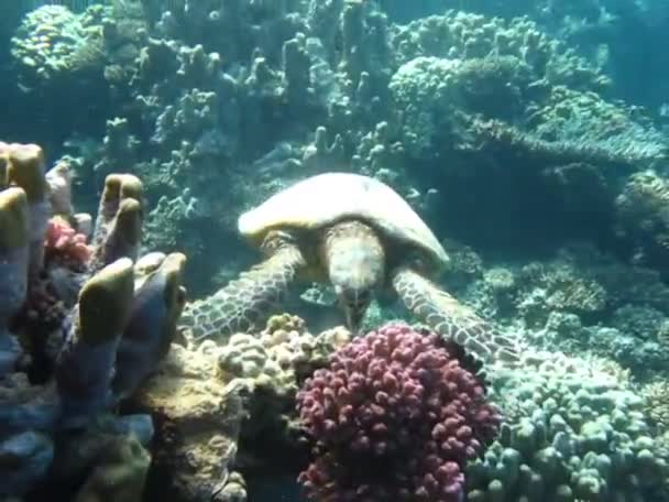 Tartaruga Marinha Hawksbill Espécie Tartaruga Hawksbill Eretmochelys Imbricata — Vídeo de Stock