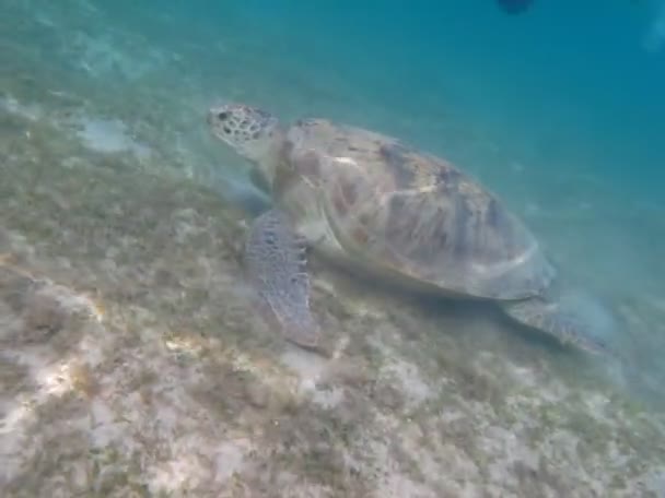 Stor Grön Sköldpadda Vid Röda Havets Rev — Stockvideo