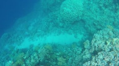 Kızıl Deniz resifinde güzel balıklar.