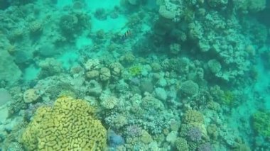 Kızıl Deniz resifinde güzel balıklar.