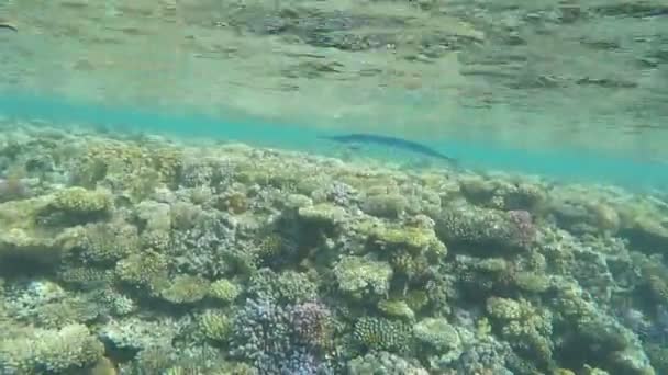 Prachtige Vis Het Rode Zee Rif — Stockvideo