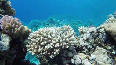 Kızıl Deniz resifinde güzel balıklar.