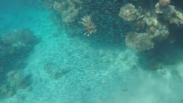Λιοντάρι Ψάρια Στην Ερυθρά Θάλασσα Καταγάλανα Νερά Κυνηγούν Για Τροφή — Αρχείο Βίντεο