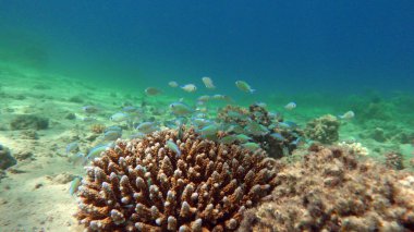 Kızıl Deniz 'in resiflerinde güzel balıklar.