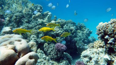 Colorful tropical fish on a coral reef, amazingly beautiful fairy world. In the coral gardens of the Red Sea.