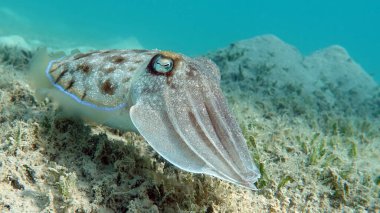 Sepia Pharaonis. Yumuşakçalar, yumuşakçalar. Baş ayaklı yumuşakçalar. Mürekkep balığı takımı. Firavun mürekkep balığı.