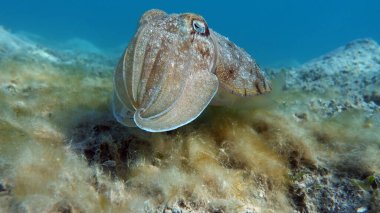 Sepia Pharaonis. Yumuşakçalar, yumuşakçalar. Baş ayaklı yumuşakçalar. Mürekkep balığı takımı. Firavun mürekkep balığı.