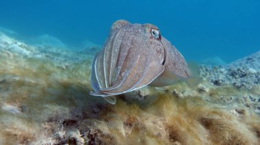 Sepia Pharaonis. Yumuşakçalar, yumuşakçalar. Baş ayaklı yumuşakçalar. Mürekkep balığı takımı. Firavun mürekkep balığı.