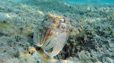 Sepia Pharaonis. Yumuşakçalar, yumuşakçalar. Baş ayaklı yumuşakçalar. Mürekkep balığı takımı. Firavun mürekkep balığı.