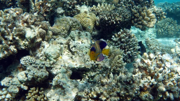 산호초에 서식하는 아름다운 물고기 — 스톡 사진