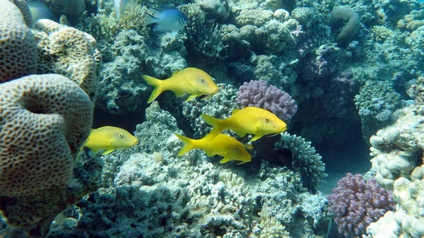 산호초에 아름다운 물고기들 — 스톡 사진