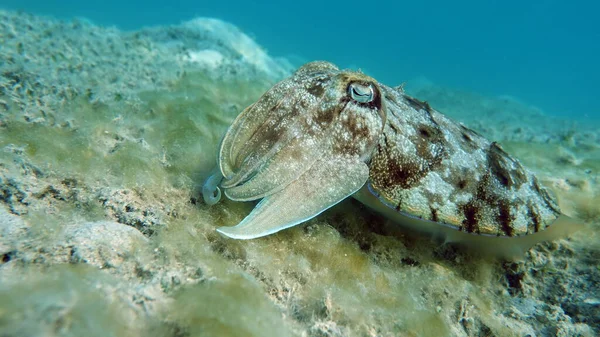 Sepia Pharaonis Moluscos Tipo Molusco Moluscos Patas Dianteiras Esquadrão Cuttlefish — Fotografia de Stock