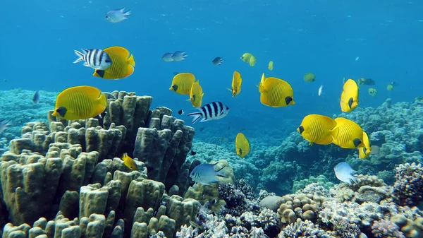 Masked butterflyfish. Fish - a type of bone fish Osteichthyes. Butterfly fish Chaetodontidae. Masked butterfly fish.