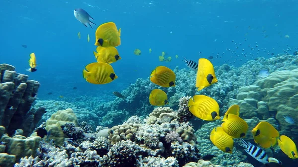 Masked butterflyfish. Fish - a type of bone fish Osteichthyes. Butterfly fish Chaetodontidae. Masked butterfly fish.