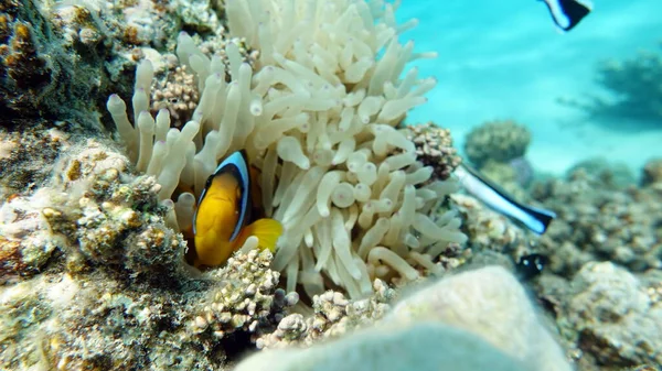 クラウンフィッシュアンフィプリオン Amphiprioninae 紅海のピエロ魚 — ストック写真