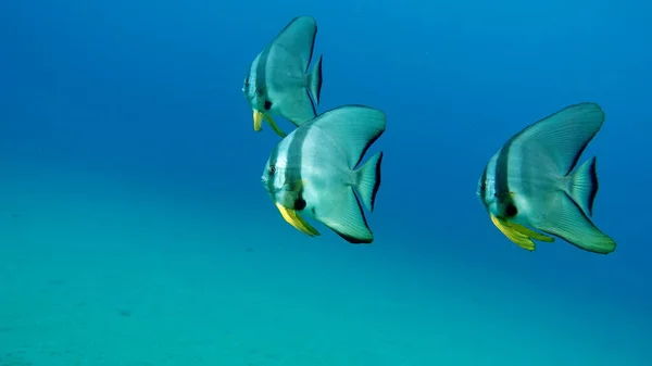 Long Fin Longfin Batfish Platax Family Ephippidae Grows Feeds Algae — Stock Photo, Image