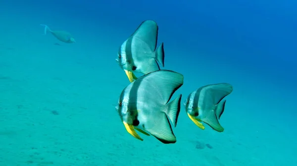 Uzun Yüzgeçli Batfish Platax Familyası Ephippidae Kadar Büyür Algler Küçük — Stok fotoğraf