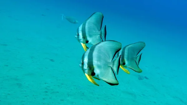 Long Fin Longfin Batfish Platax Família Ephippidae Cresce Até Alimenta — Fotografia de Stock