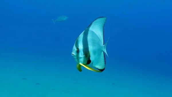 Довгий Плавець Longfin Batfish Platax Родина Ephippidae Росте Він Живиться — стокове фото