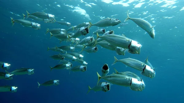 Fish 어류의 일종인 황새치 에스이다 Mackerel Scombridae 아시아 고등어 — 스톡 사진