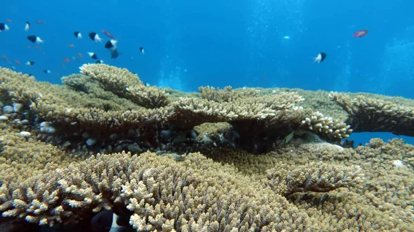 Красивые Коралловые Рифы Сады Красного Моря — стоковое фото