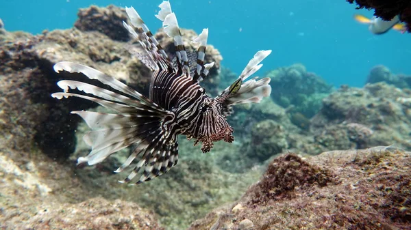 Lion Fish Red Sea Clear Blue Water Hunting Food — Stock Photo, Image