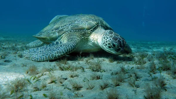 Tortuga Verde Grande Los Arrecifes Del Mar Rojo —  Fotos de Stock