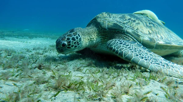 Große Grüne Schildkröte Den Riffen Des Roten Meeres — Stockfoto