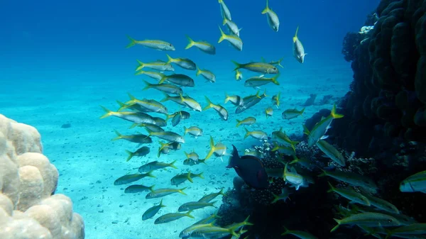 산호초에 아름다운 물고기들 — 스톡 사진