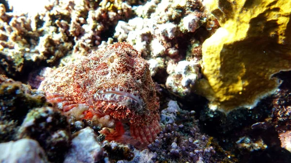 Scorpionfish Fish Typ Ryby Kości Osteichthyes Scorpaenidae Scorpenopsis Flathead — Zdjęcie stockowe